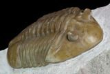 Asaphus Lepidurus Trilobite - Russia #125664-3